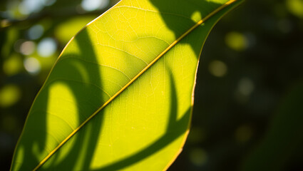 Vintage filter applied to a close up nature view of a sunlit green leaf ideal as a background image with copy space