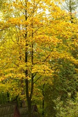 Poster - autumn park with yellow leaves on the branches of maple and birch trees among green spruces, golden autumn weather forecast concept