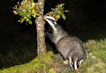 Wall Mural - Badgers, Scientific name: Meles Meles. Two wild, native, European badgers in Autumn, one foraging in a tree and the other under moss logs. Scottish Highlands, UK.  Horizontal.  Space for copy.