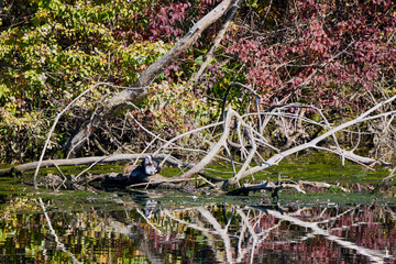 Wall Mural - a duck sitting on the branches of a tree near a water