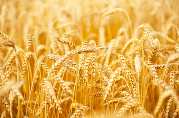 Wall Mural - Fields of wheat at the end of summer fully ripe