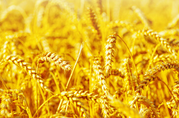 Wall Mural - Fields of wheat at the end of summer fully ripe