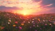 © CLOVER BACKGROUND - Vibrant Sunset Over Flower Field