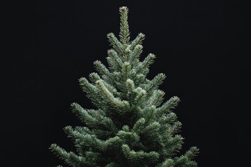 Wall Mural - Close-up of a Fir Tree Branch Against a Black Background