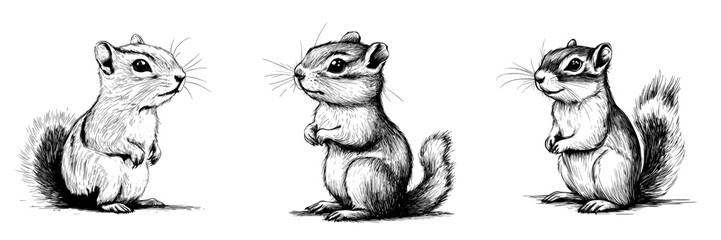 Aufkleber - On a white background, a chipmunk is hand drawn with contour lines