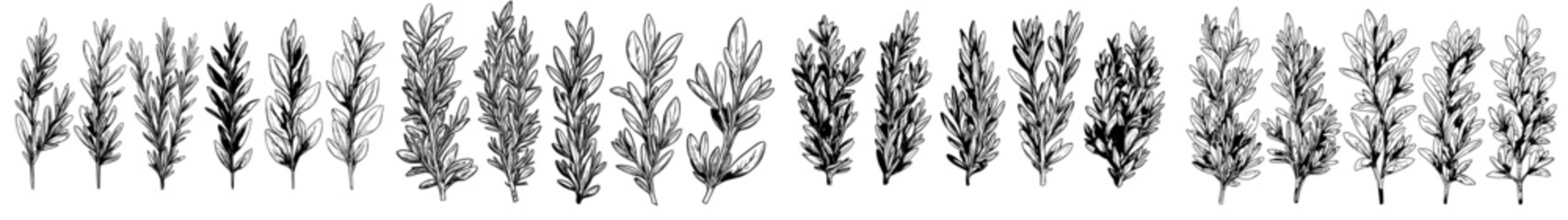 Poster - Rosemary plant. Fresh rosemary branches with leaves for seasoning. Modern isolated hand drawn vintage spice illustration set.