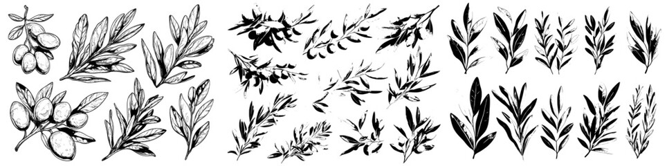 Poster - Hand drawn modern drawing of greek olive branches with leaves. Engraved ripe green organic and natural plant twigs isolated on white.