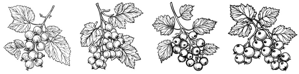 Poster - Currant branch with outline. Botanical drawing of redcurrant plant. Sketchy vintage illustration. Detail sketchy modern illustration isolated on white.