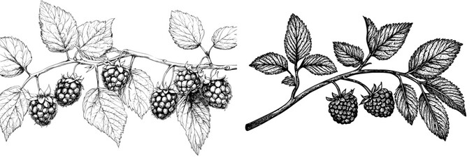 Poster - Outlined botanical sketch of blackberry berries drawn in a vintage style. Handdrawn illustration of a sketchy raspberry isolated on white.