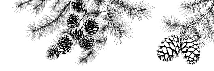 Poster - Date palm leaves and ripe fruits sketch modern illustration isolated on white background. Ink drawn dates with leaves. Ripe fruits hang from branches.