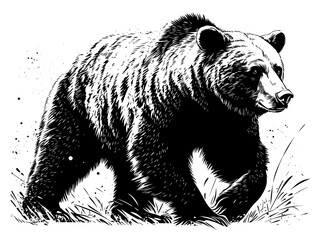 Poster - A side-view grizzly bear sketch in black and white, one of the most popular bear illustrations today.
