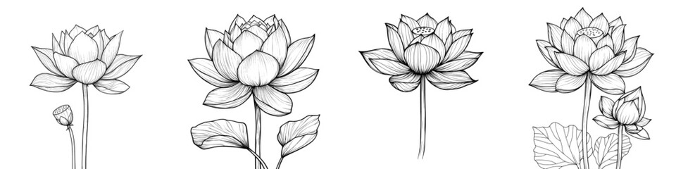 Poster - Hand drawn modern water lily in black and white colors. Asian plant drawing in line art style. Symbol of purity.
