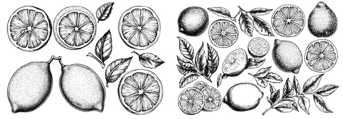 Poster - An ink drawing of lemons on a branch with leaves, lemons on a white background. Half lemons in the section Flowers and leaves.
