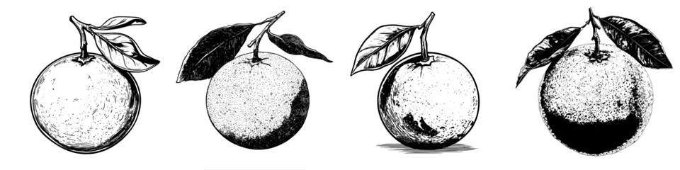 Poster - Illustration of orange fruit branch with leaves. Hand drawn linear modern illustration of mandarin or tangerine for food labels. Icon or logo of clementine tree engraved in black on white.