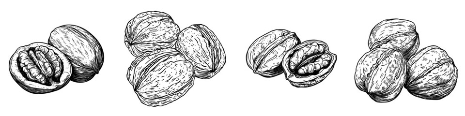 Poster - Illustration of walnut nut sketched by hand