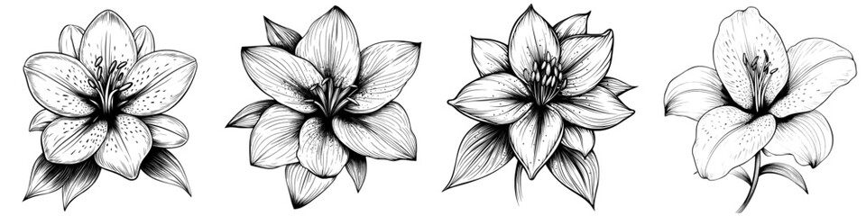 Poster - The Avocado Flower modern illustration includes hand drawn linear lines on a white background. It also includes botanical etching of the white petals and a vintage engraving of the fruit's sketch for