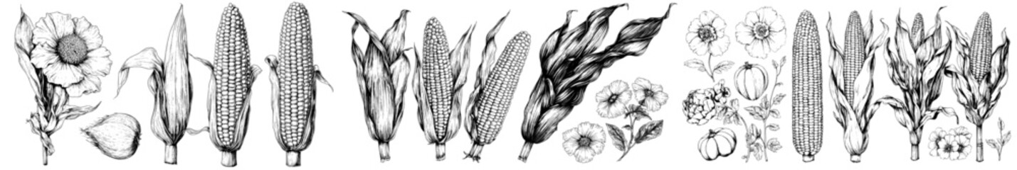 Poster - An illustration set of grain plants, corn cobs, and sketch popcorn in modern style with an engraving of maize plants