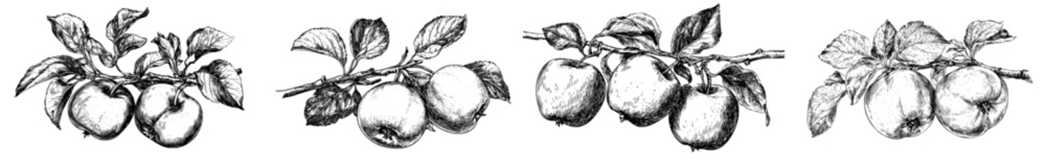 Aufkleber - A sketch apple fruit with leaves on a branch. Hand-drawn illustration in engraving style.