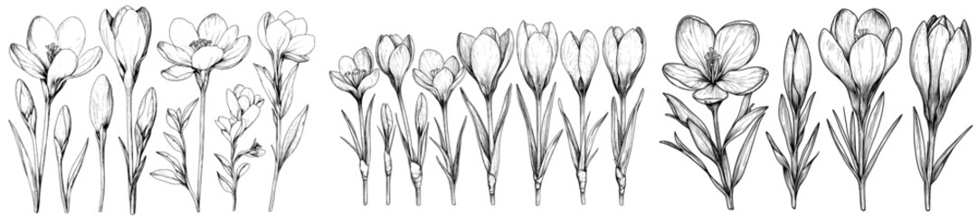 Poster - Spring crocus flowers lineart sketches set, saffron drawing. Modern wildflower illustration. Hand drawn botanical outline art. A coloring book, background, pattern, or logo design element.