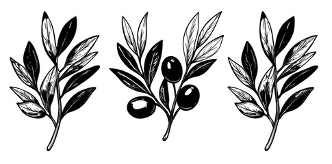 Poster - This hand-painted olive tree branch illustration is perfect for logos, package designs, greetings, wallpapers, prints, and fabrics.