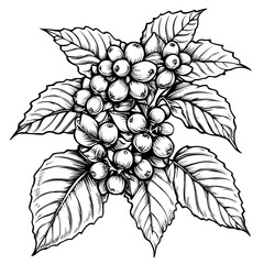 Aufkleber - Painting of a chokecherry drawing, a realistic sketch of a fruit head in black and white