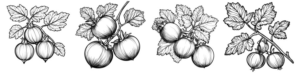Poster - Detailed monochrome sketch of Ceylon Gooseberries, engraved vintage engraving line art