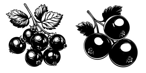 Poster - An isolated drawing of Black Currants engraved in monochrome