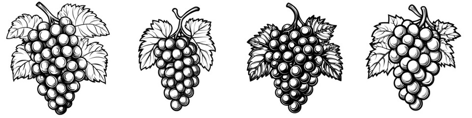 Poster - Drawing of Kyoho Grapes, black realistic sketches, line art, fruit head