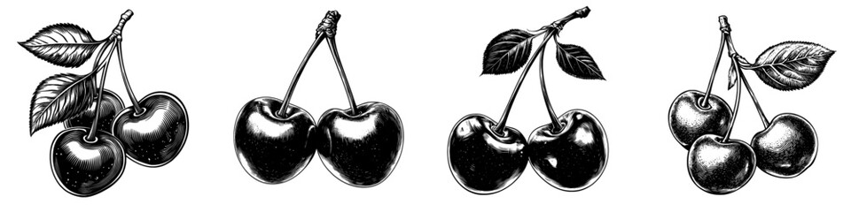 Poster - A realistic Joel Bush Cherry illustration hand drawn in monochrome on a transparent background.