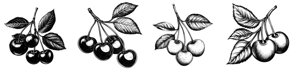 Poster - An outline of a Red Huckleberry, drawn in ink, and placed on a transparent background.