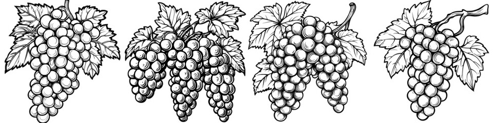Poster - Hand drawn illustration of red grapes on a transparent background