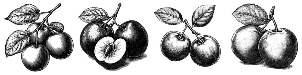 Poster - A realistic monochrome engraving of a Victoria Plum fruit