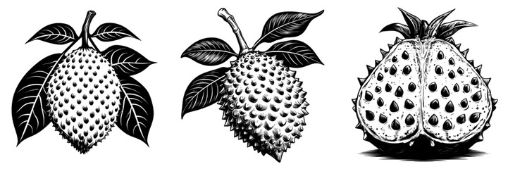 Poster - Monochrome sketch of a soursop, vintage engraving line art with realistic fruit tones