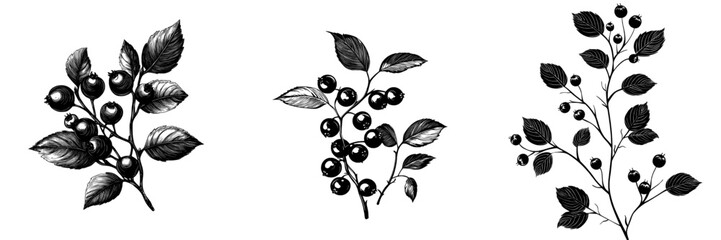 Aufkleber - Hand drawn vintage Aronia fruit illustration, transparent background