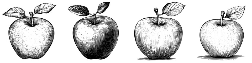 Poster - The outline of a red delicious apple painted realistically on a transparent background, a monochrome outline drawing