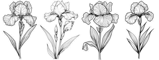 Poster - This is a black and white pixilated illustration of the iris cathartica. It is a branch of botanical collection simplicity shot in ink and pencil.