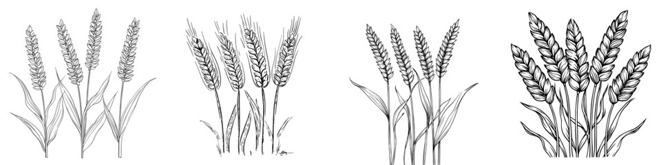 Poster - Isolated design of wheat ear and stalks monochrome outline. Set of spikelets rye and barley stems black and white silhouette, hand drawn with an ink pen for labeling, grocery, bakery design.