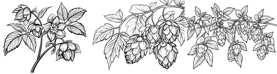 Poster - Modern illustration of hop vine, humulus plant. Hop cones on branches leaves contour hand drawn in botanical sketch for beer labels, herbal packaging, Oktoberfest.