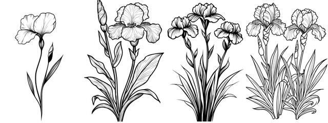 Poster - iris cathartica modern art, monochrome floral illustration. ink modern illustration hand drawn pencil sketch, part of the botanical collection. children's coloring book.