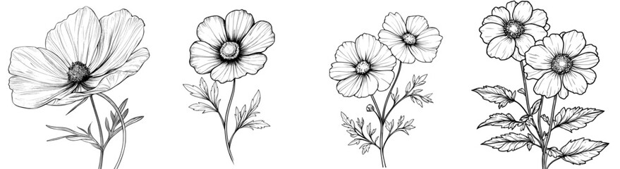 Poster - Isolated sketch illustration of a beautiful cosmos bouquet. Modern sketch illustration, isolated on white. Monochrome hand-drawn modern floral cosmos.