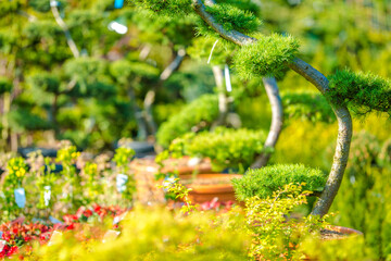 Elegant Bonsai Trees Displayed in a Vibrant Garden Nursery During Sunny Spring Season