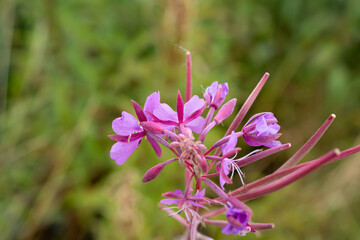 Wall Mural - close-up of pink purple flowers of Fireweed (Chamaenerion angustifolium) also known as Rosebay willowherb growing wild, Wilts UK