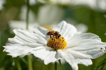 Wall Mural - a honey bee (Apis mellifera) dining on beautiful Cosmos flower (Cosmos bipinnatus, Mexican aster) 