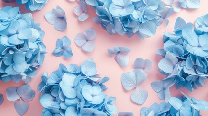 Poster - Top view image of blue Hydrangea flowers over pastel background .Flat lay