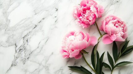 Aufkleber - Pink peonies against a soft marble background Space for text Flat lay composition
