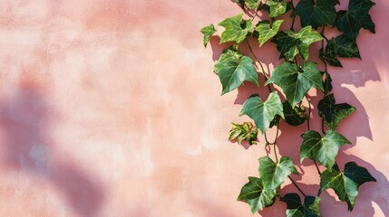 Poster - Natural and architectural elements featuring an ivy vine with green leaves against a textured pink wall with shadows High quality image with ample copy space