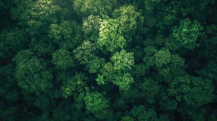 Poster - Aerial View of a Dense Tropical Forest Canopy Captured by a Flying Drone