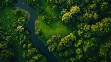 Poster - Aerial perspective of a lush green forest with a winding river during the summer season