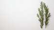 © Matsuo Studio - Fresh Rosemary Sprigs on White Background - Culinary Herb