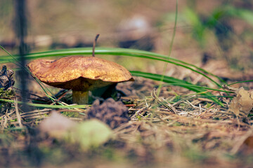 Wall Mural - very old Boletus granulatus, Suillus granulatus, Weeping Bolete, Dotted-stalk Bolete, mushroom in forest